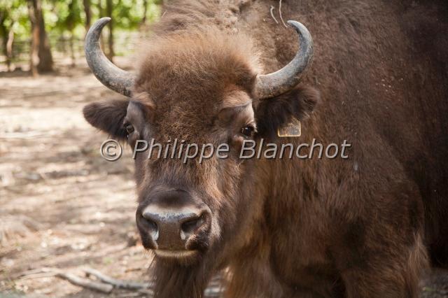 bison bonasus.JPG - Bison bonasusBison d'EuropeEuropean bisonArtiodactyla, BovidaeParc du château Schosshof, Autriche